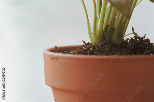 Modern terricotta garden
