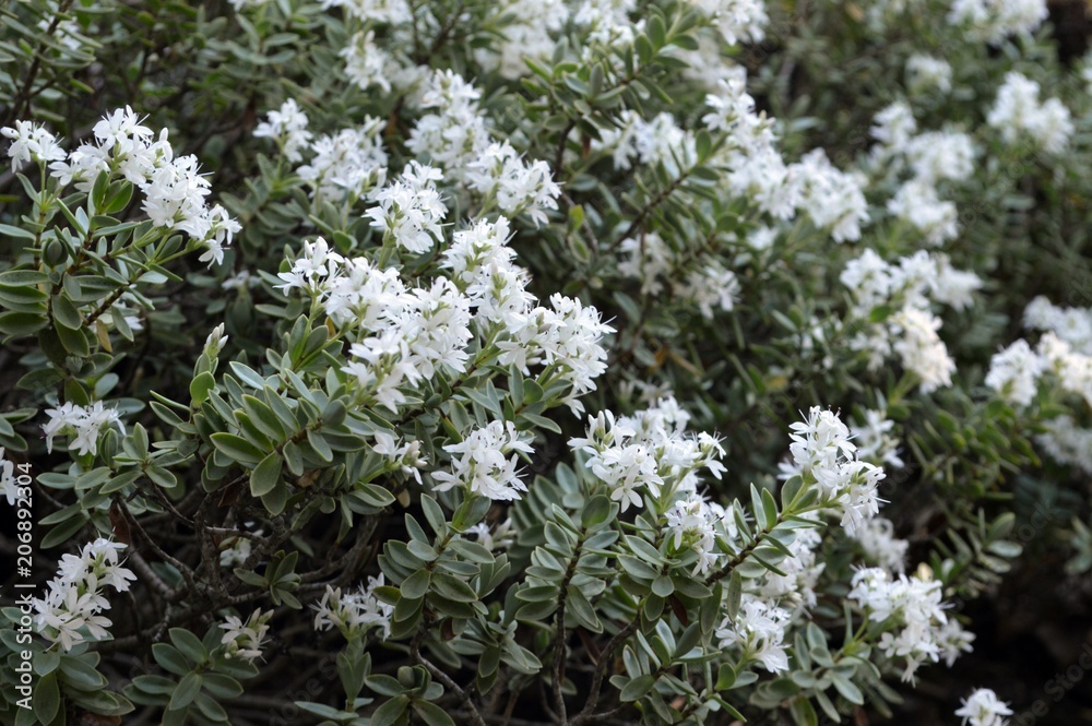 white flowers of the hebe pinguifolia Stock Photo | Adobe Stock