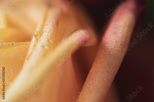 rain drops on a  yellow rose