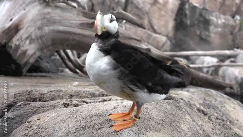 Alaska. Puffins on the rocks