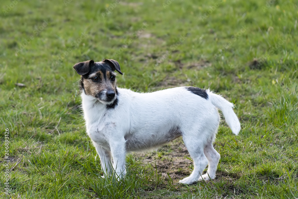 Jack Russell Standing in a field