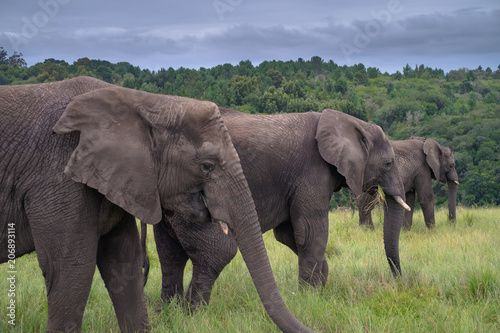 Elephants in the Knysna Elephant Park, Sout Africa