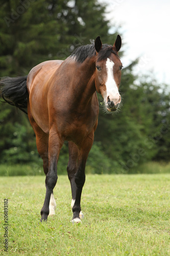 Nice brown horse looking at you