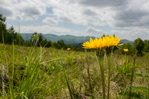 yellow flower on mountain background