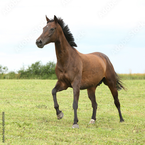 Fototapeta Naklejka Na Ścianę i Meble -  Amazing brown horse running alone