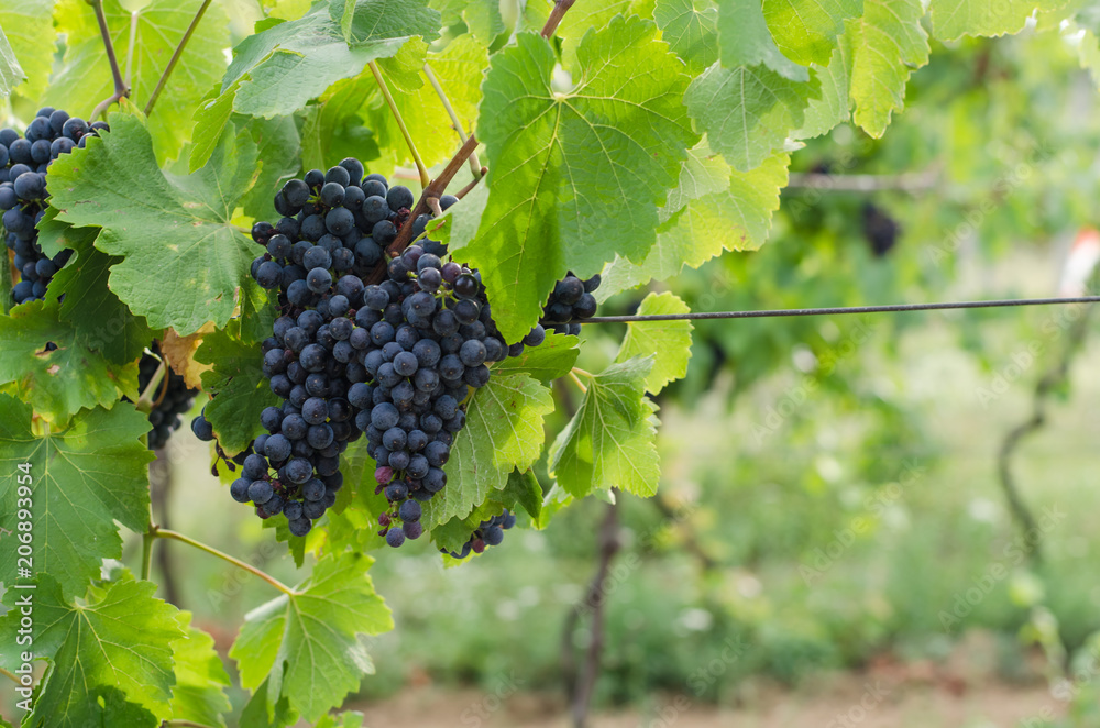 ripe blue grape in vineyard