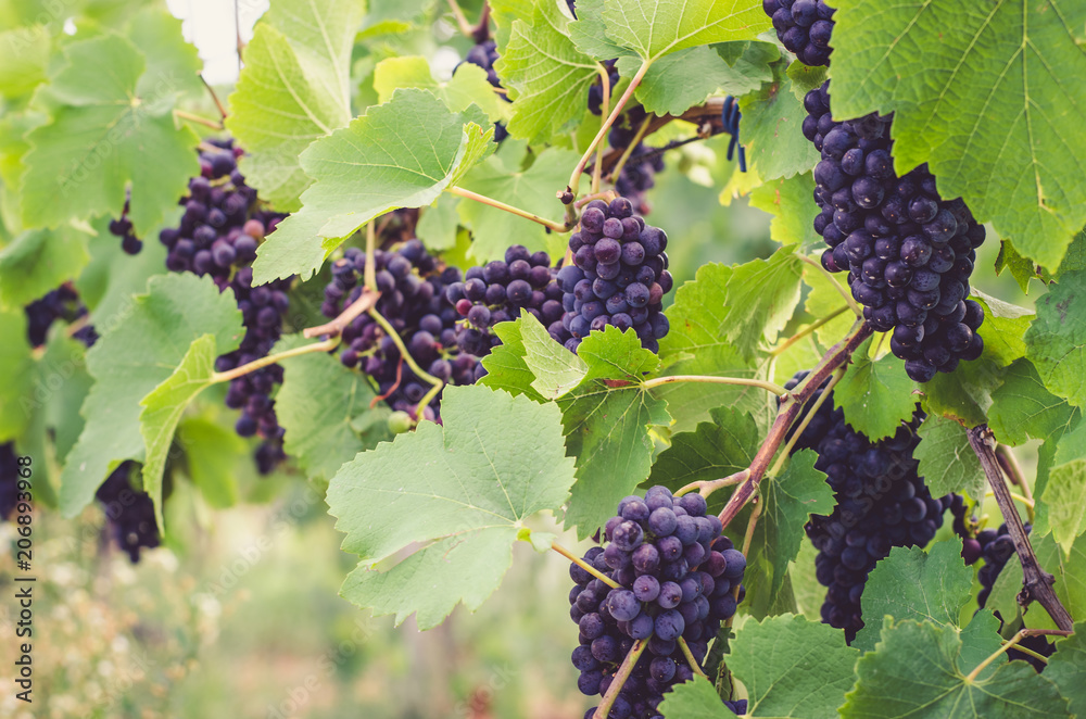 ripe grape in vineyard