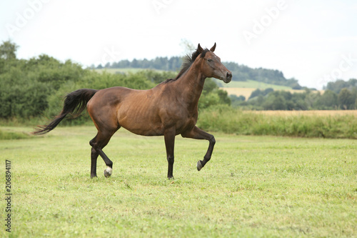 Fototapeta Naklejka Na Ścianę i Meble -  Amazing brown horse running alone