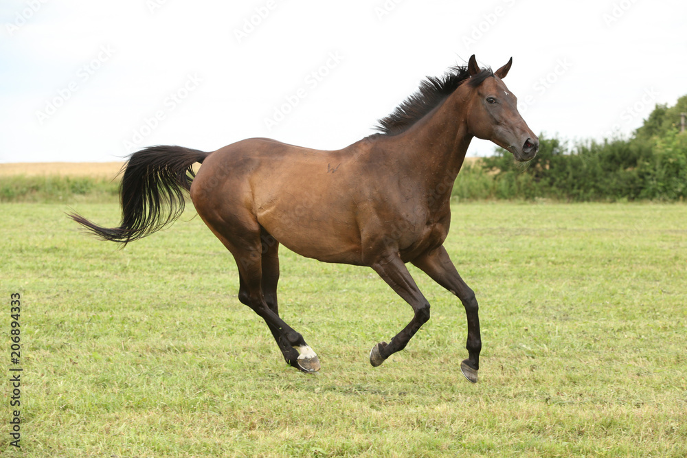 Amazing brown horse running alone Amazing brown horse running alone