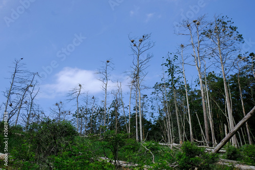 Polska, Kąty Rybackie - zniszczone drzewa w Rezerwacie Kormoranów