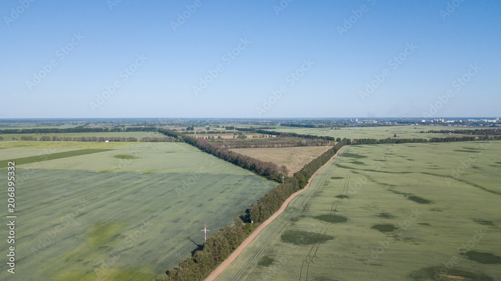 Young Wheat seedlings growing in a field Aerial view.