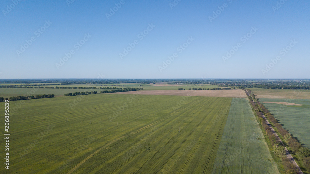 Young Wheat seedlings growing in a field Aerial view.