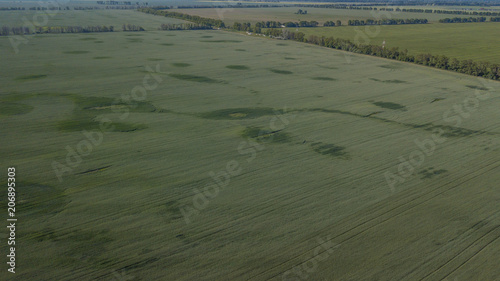 Young Wheat seedlings growing in a field Aerial view. photo