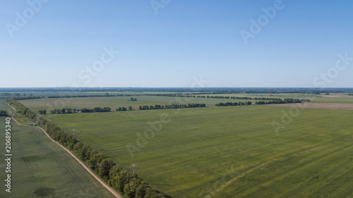 Young Wheat seedlings growing in a field Aerial view. photo