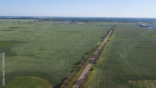 Young Wheat seedlings growing in a field Aerial view. photo