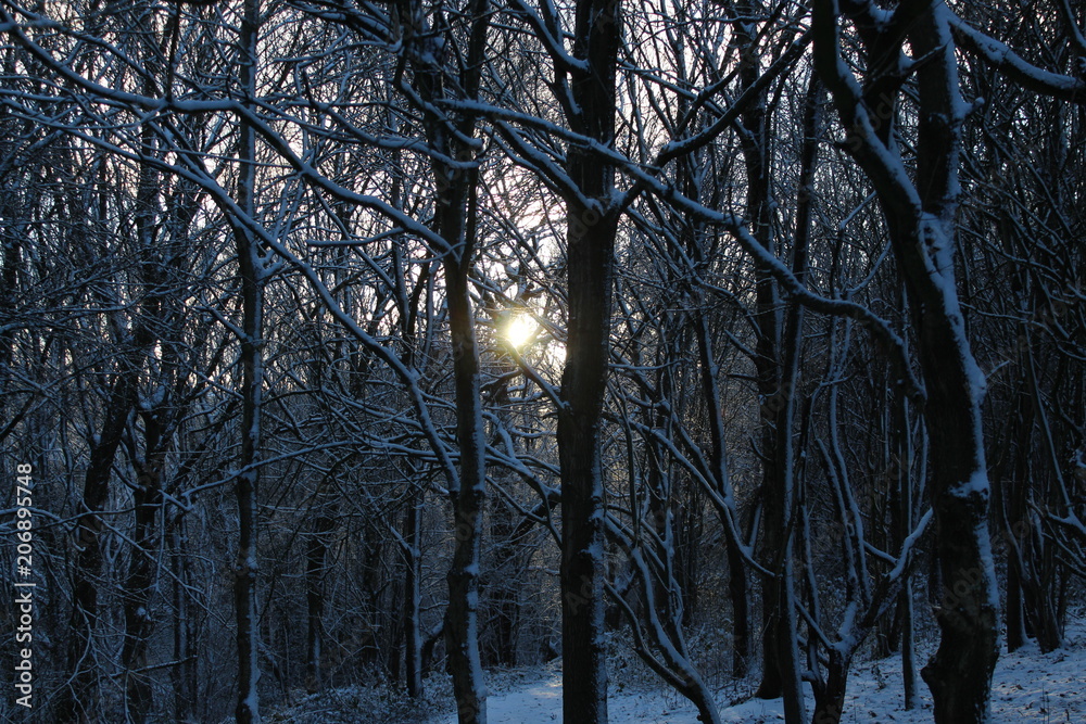 Trees Trees