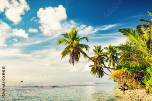 Fototapeta Naklejka Na Ścianę i Meble -  Beautiful palm trees on maldivian beach
