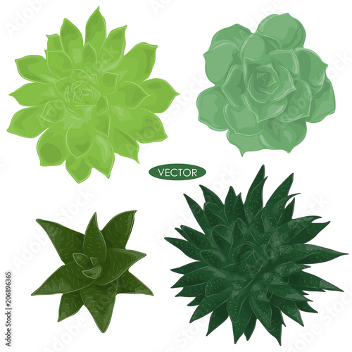 Set of succulent plants. Vector illustration