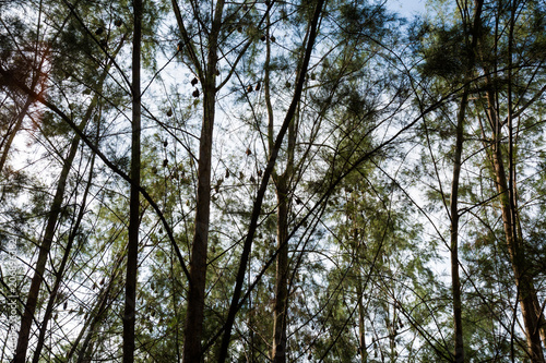 Bats on Tioman island Malaysia photo