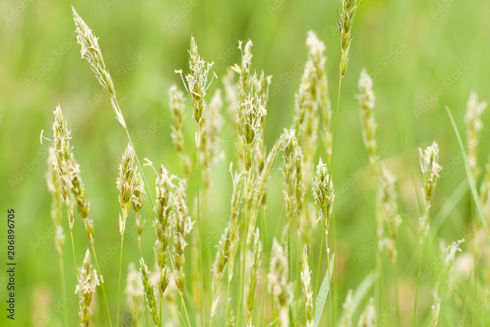 flspikelets of flowering grass in a summer field or on a meadow