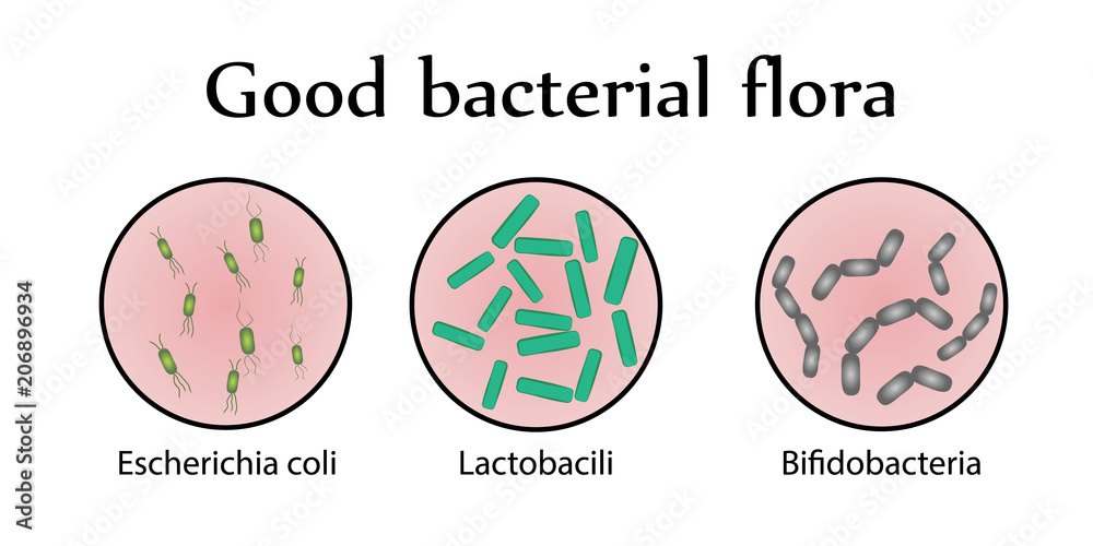 Intestinal bacteria flora. Good bacterial flora. Vector illustration Intestinal bacteria flora. Good bacterial flora. Vector illustration
