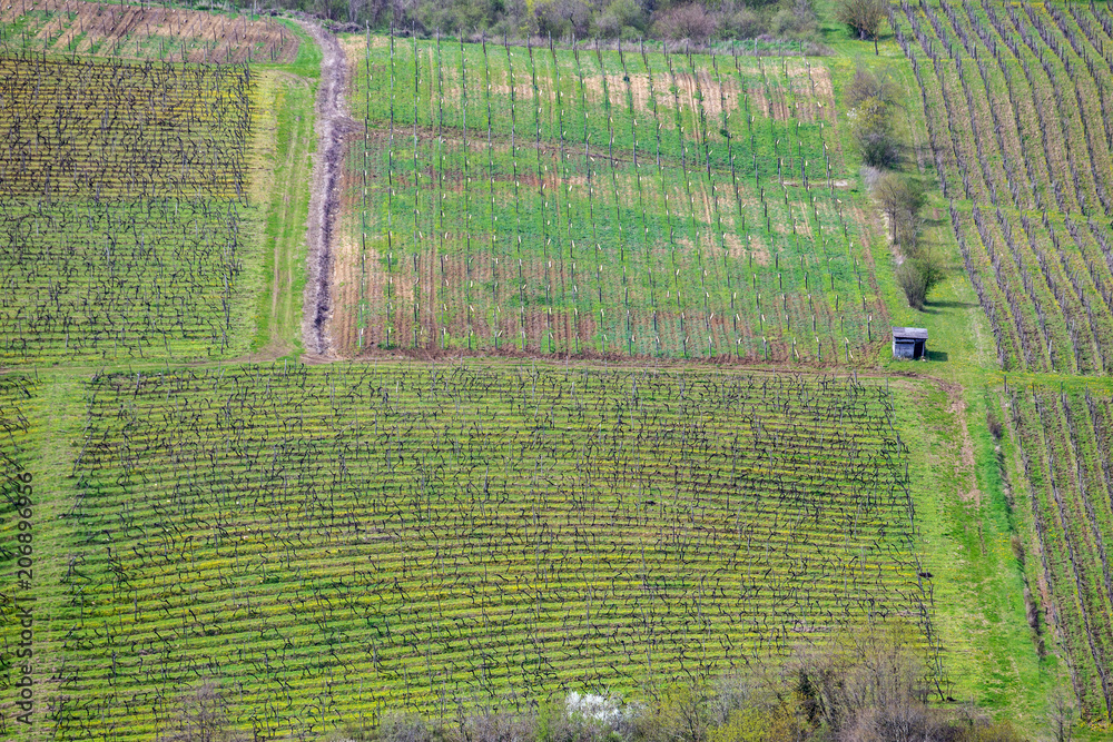 A bare wine field in the spring at Istria in Croatia, Europe. A bare wine field in the spring at Istria in Croatia, Europe.