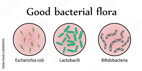 Intestinal bacteria flora. Good bacterial flora. Vector illustration
