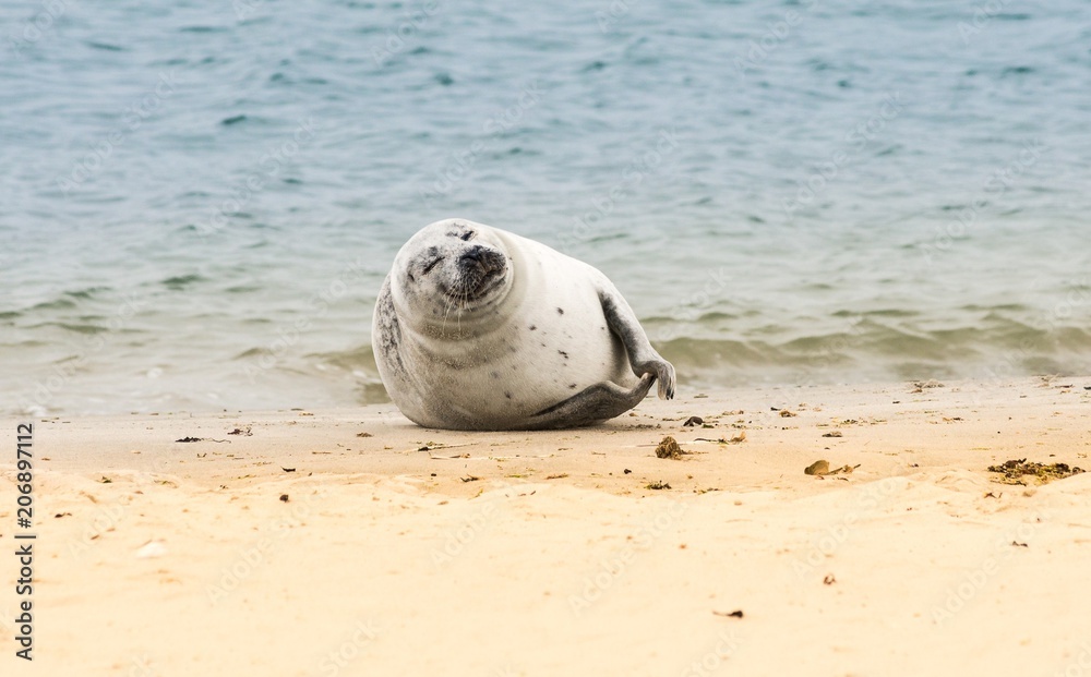 Obraz premium Europäischer Seehund (Phoca vitulina vitulina) liegt auf dem Sandstrand der zu Helgoland gehörenden Insel