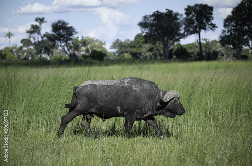 Cape Buffalo walking through the tall grass on the savanna in Botswana