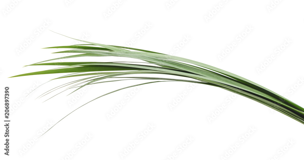 Bunch of green grass. Bunch of green grass.
