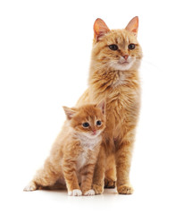 Cat and kitten.