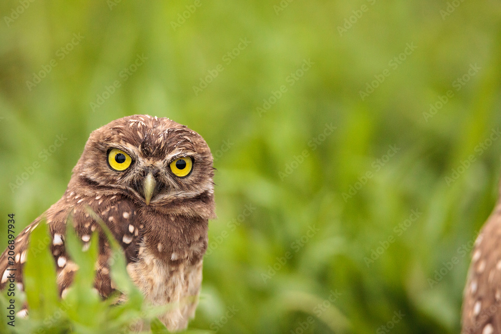 Fototapeta premium Adult Burrowing owl Athene cunicularia perched outside its burrow