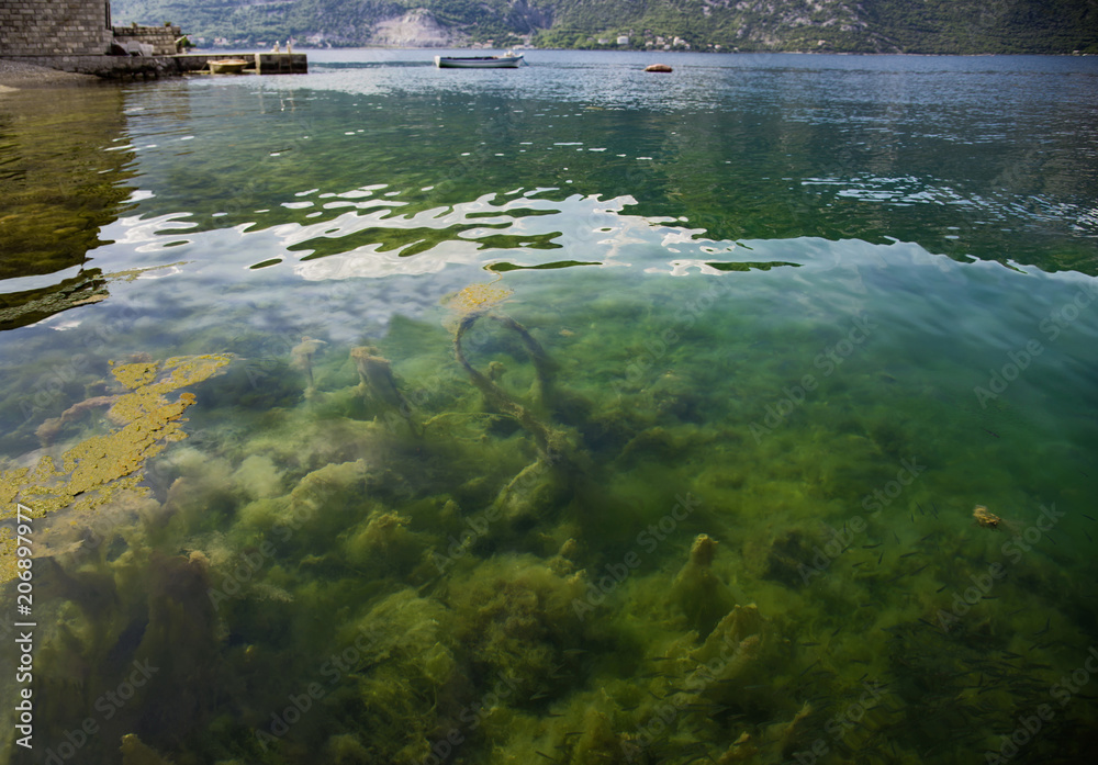 view of the water with algae, grass and smaii fish in the sea Bay