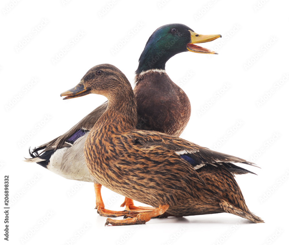 Fototapeta premium Large wild ducks.