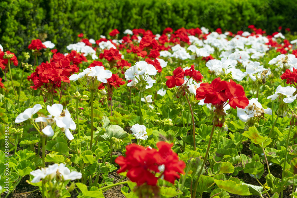 flower bed with a mix of many plants of red and white flowering geraniums