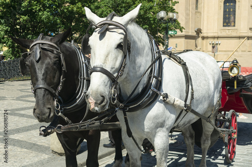 a pair of horses, white and black, in a close-up carriage, stand on the square for tourists