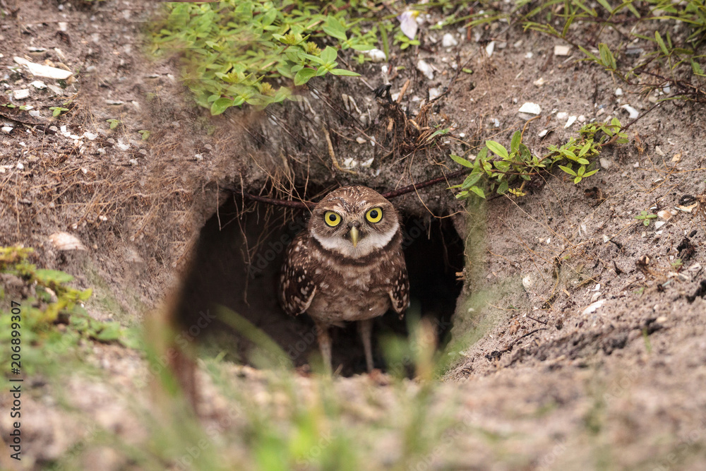 Obraz premium Baby Burrowing owl Athene cunicularia perched outside its burrow