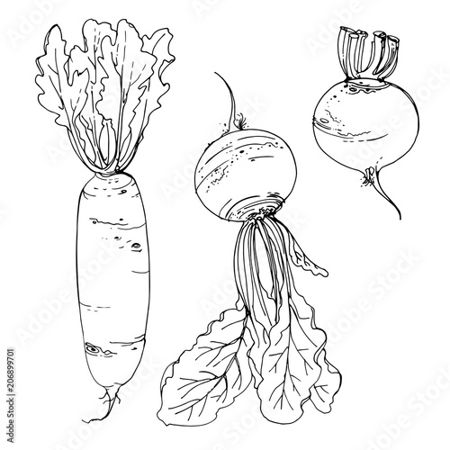 Daikon radish, beet drawn by a line on a white background