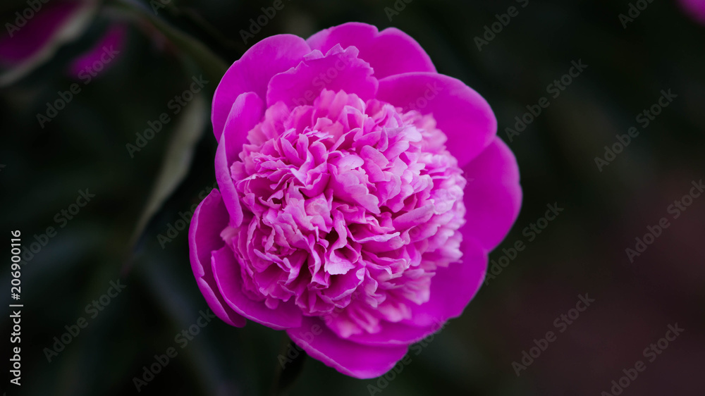 Peony purple flower Peony purple flower