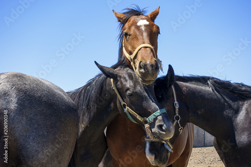 Obraz na plátně Horses gently press against each other