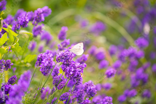 Butterfly on lavender flowers