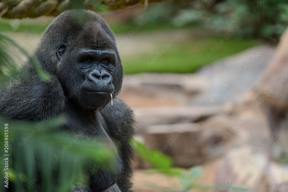 Gorille dans son enclos au zoo