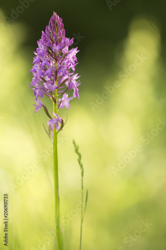 Anacamptis pyramidalis, a forest orchid