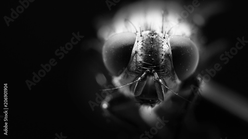 Vászonkép Fly close up in black and white
