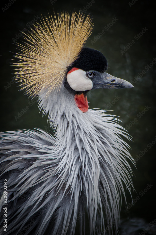 Fototapeta premium Crowned Crane (Balearica regulorum)