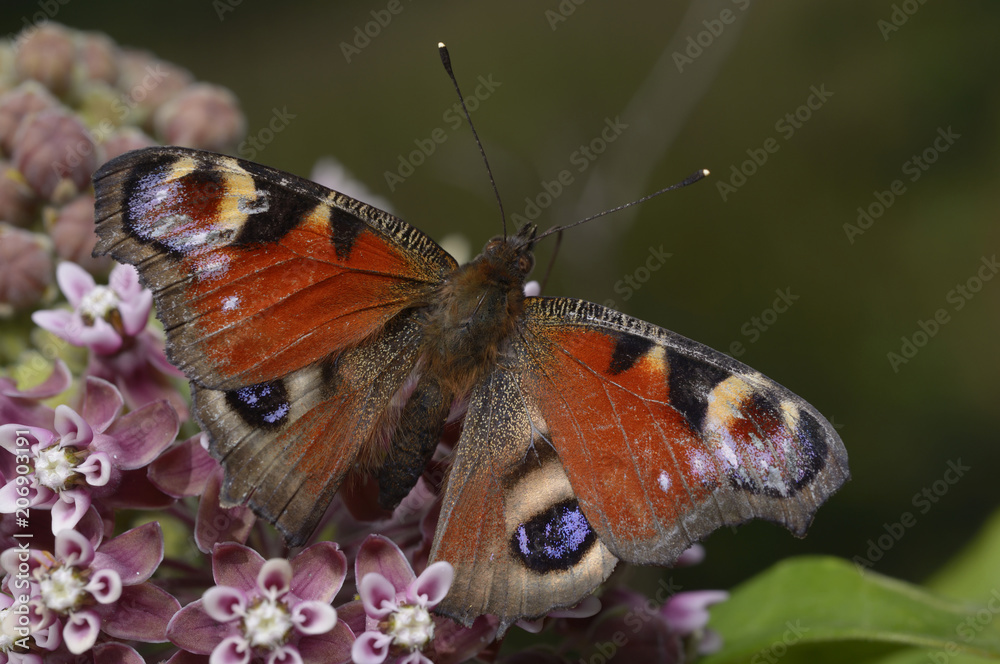 Obraz premium Peacock butterfly, Inachis io, sitting on a purple wildflowers.