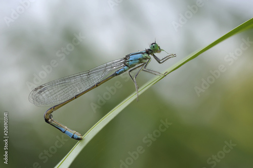 Damselfly with a curved tail sitting on a plant stem. © Yurii Zushchyk