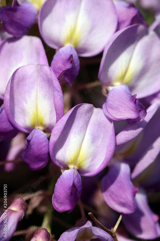 Blühender Blauregen Wisteria