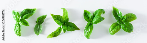 banner of fresh basil leaves isolated on white. copy space