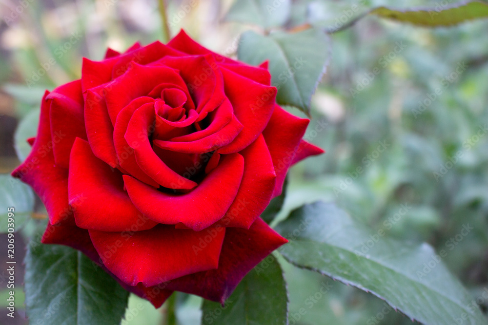 Beautiful red rose flower blossom in the garden